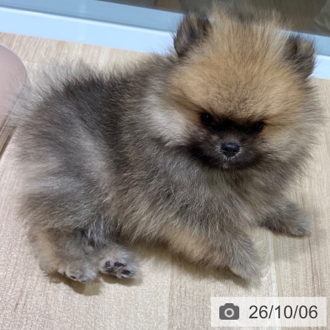新潟県のポメラニアン (ペットプラス 新潟亀田インター店/2026年7月29日生まれ/男の子/オレンジ)の子犬の4枚目の画像