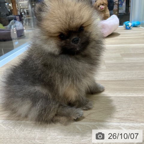 新潟県のポメラニアン (ペットプラス 新潟亀田インター店/2026年7月29日生まれ/男の子/オレンジ)の子犬の3枚目の画像