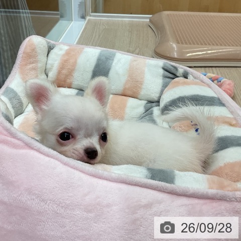 チワワの写真