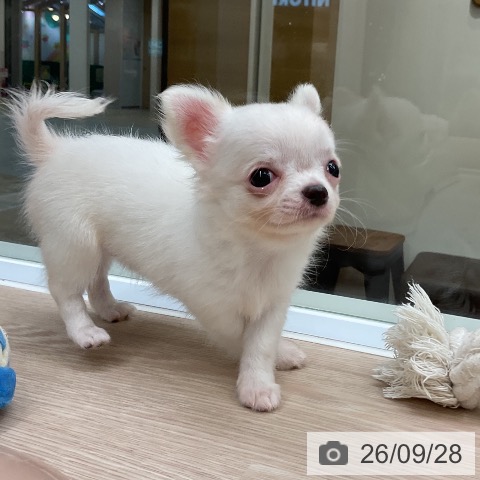 チワワの写真