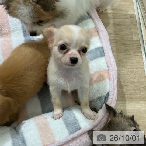 チワワの写真