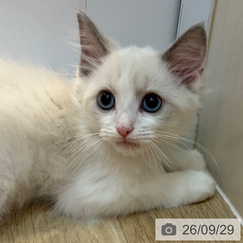 京都府のラグドール (ペットプラス イオンモールKYOTO店/2026年7月24日生まれ/男の子/ブルーポイントバイカラー)の子猫の4枚目の画像