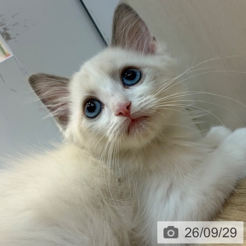 京都府のラグドール (ペットプラス イオンモールKYOTO店/2026年7月24日生まれ/男の子/ブルーポイントバイカラー)の子猫の3枚目の画像