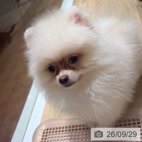 大阪府のポメラニアン (ペットプラス 四條畷店/2026年7月22日生まれ/男の子/クリーム)の子犬の4枚目の画像