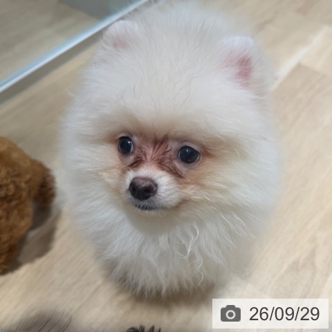 大阪府のポメラニアン (ペットプラス 四條畷店/2026年7月22日生まれ/男の子/クリーム)の子犬の3枚目の画像