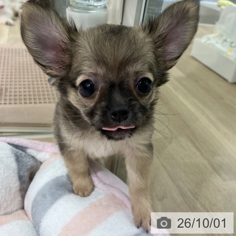 チワワの写真