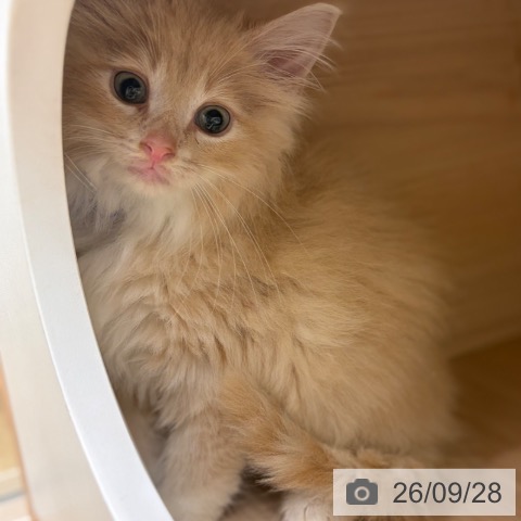 ノルウェージャンフォレストキャットの写真