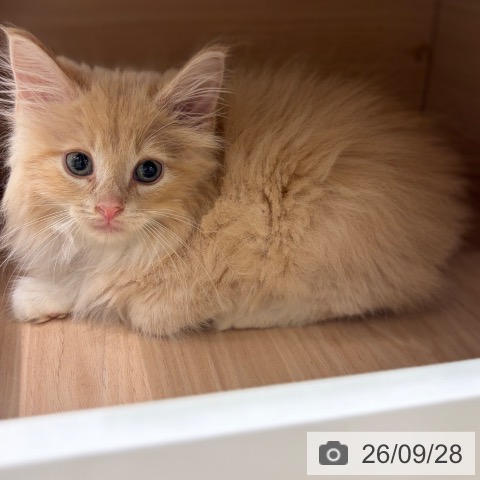 ノルウェージャンフォレストキャットの写真