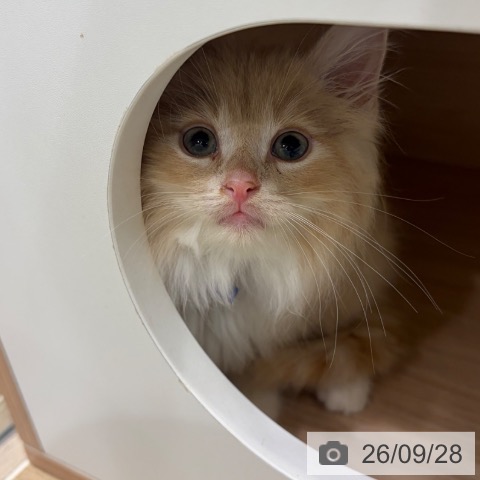 ノルウェージャンフォレストキャットの写真