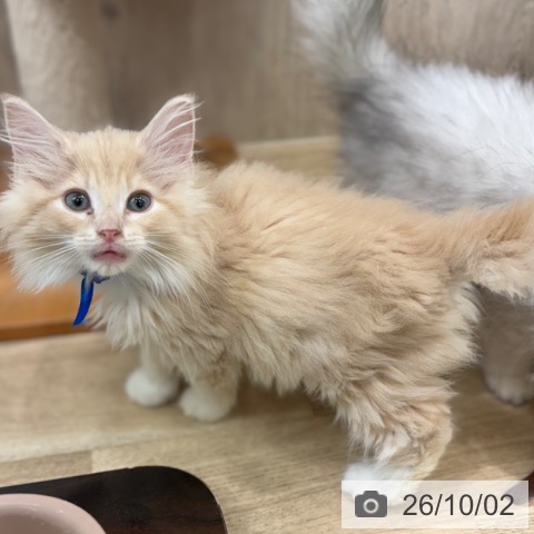 大阪府のノルウェージャンフォレストキャット (ペットプラス イオン大日店/2026年7月23日生まれ/男の子/クリームタビーホワイト)の子猫の4枚目の画像