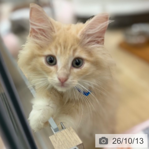 大阪府のノルウェージャンフォレストキャット (ペットプラス イオン大日店/2026年7月23日生まれ/男の子/クリームタビーホワイト)の子猫の4枚目の画像