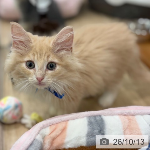 大阪府のノルウェージャンフォレストキャット (ペットプラス イオン大日店/2026年7月23日生まれ/男の子/クリームタビーホワイト)の子猫の3枚目の画像