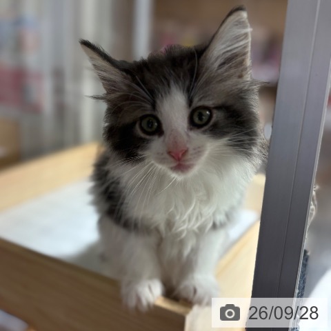兵庫県のノルウェージャンフォレストキャット (ペットプラス 神戸三宮店/2026年7月23日生まれ/男の子/ブルータビーホワイト)の子猫の4枚目の画像