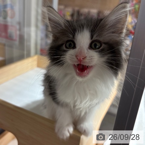 兵庫県のノルウェージャンフォレストキャット (ペットプラス 神戸三宮店/2026年7月23日生まれ/男の子/ブルータビーホワイト)の子猫の3枚目の画像