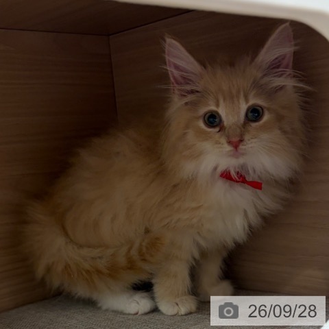 ノルウェージャンフォレストキャットの写真