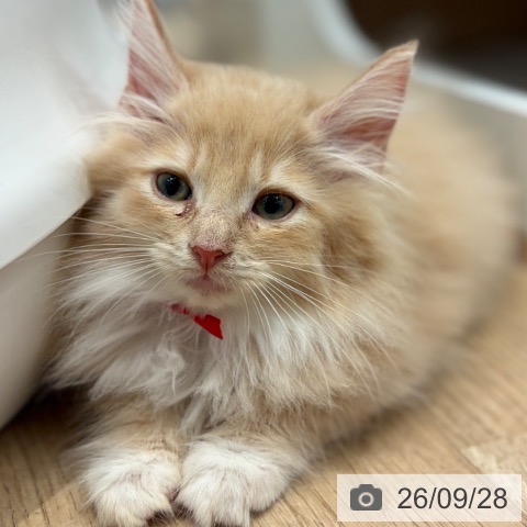 ノルウェージャンフォレストキャットの写真