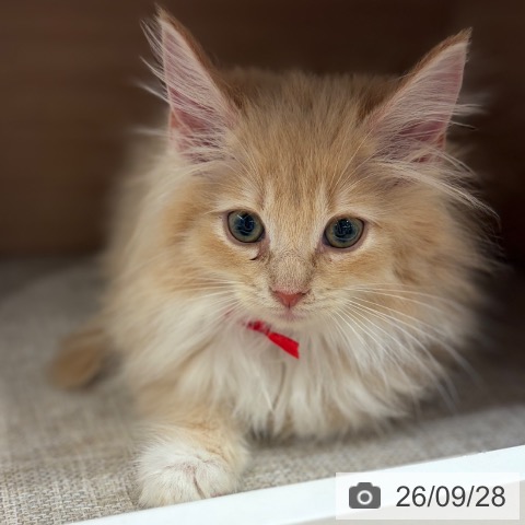 ノルウェージャンフォレストキャットの写真
