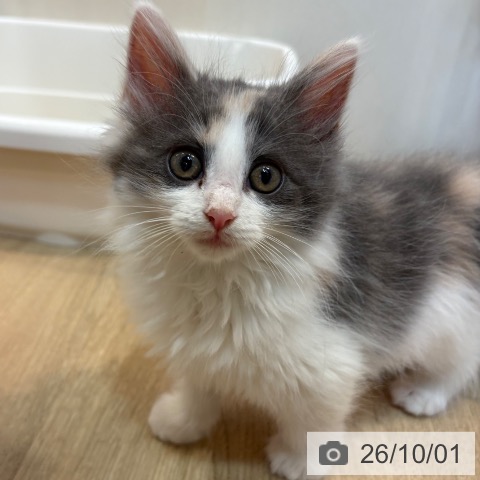 ノルウェージャンフォレストキャットの写真