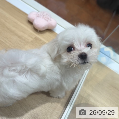 大阪府のマルチーズ (ペットプラス 四條畷店/2026年7月30日生まれ/男の子/ホワイト)の子犬の4枚目の画像