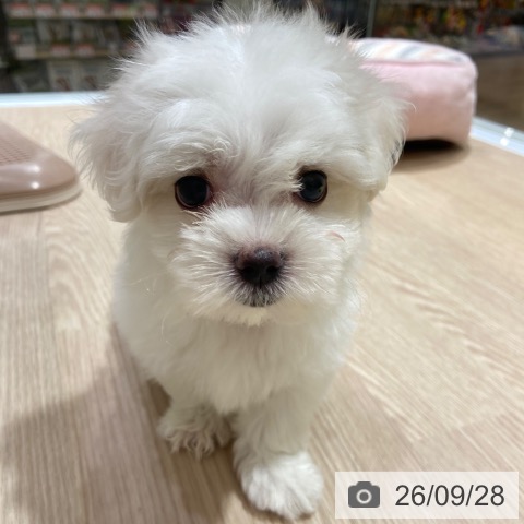 大阪府のマルチーズ (ペットプラス 堺鉄砲町店/2026年7月30日生まれ/男の子/ホワイト)の子犬の4枚目の画像