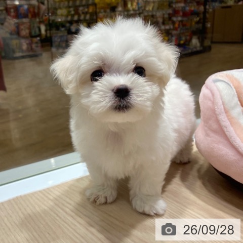 大阪府のマルチーズ (ペットプラス 堺鉄砲町店/2026年7月30日生まれ/男の子/ホワイト)の子犬の3枚目の画像