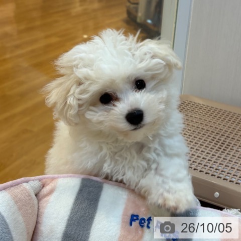 京都府のビションフリーゼ (ペットプラス イオンモールKYOTO店/2026年7月28日生まれ/男の子/ホワイト)の子犬の3枚目の画像
