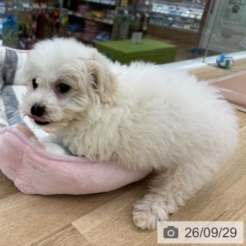 大阪府のビションフリーゼ (ペットプラス 松原店/2026年7月28日生まれ/男の子/ホワイト)の子犬の4枚目の画像