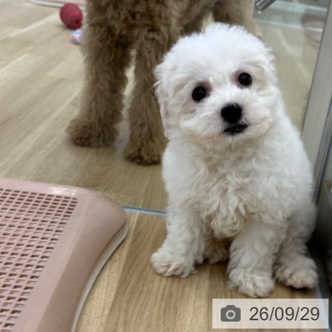 大阪府のビションフリーゼ (ペットプラス 松原店/2026年7月28日生まれ/男の子/ホワイト)の子犬の3枚目の画像