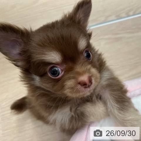 京都府のチワワ(ロング) (ペットプラス 京都桂川店/2026年7月30日生まれ/男の子/チョコレートタン)の子犬の3枚目の画像