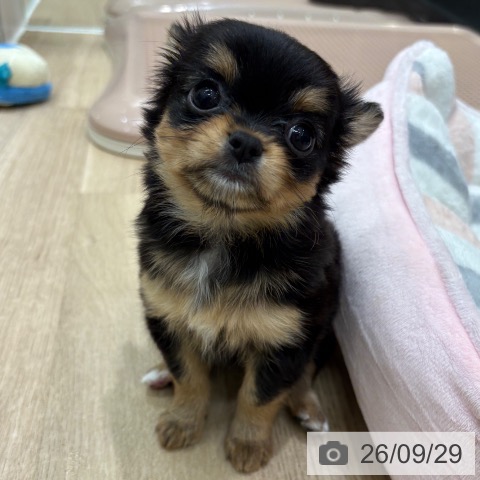 チワワの写真