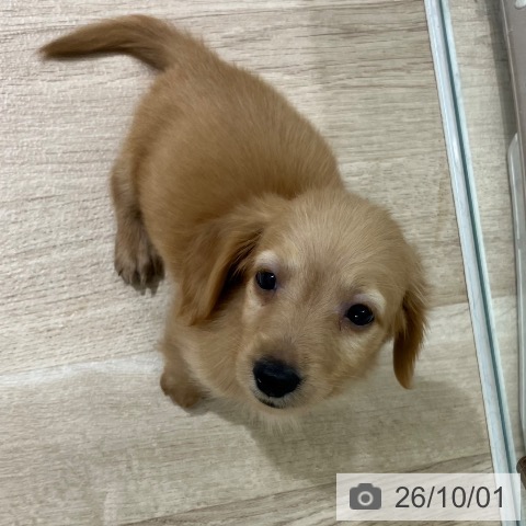 新潟県のカニンヘンダックスフンド(ロング) (ペットプラス 新潟亀田インター店/2026年7月23日生まれ/男の子/ゴールド)の子犬の3枚目の画像
