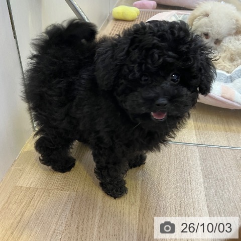 兵庫県のトイプードル(トイ) (ペットプラス 明石店/2026年7月22日生まれ/女の子/グレー)の子犬の4枚目の画像