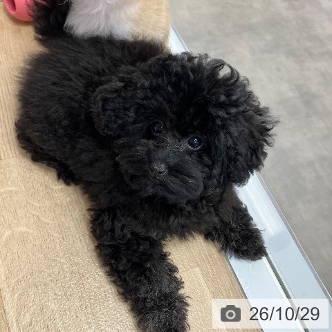 兵庫県のトイプードル(トイ) (ペットプラス 明石店/2026年7月22日生まれ/女の子/グレー)の子犬の4枚目の画像