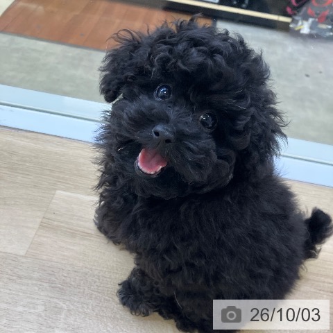 兵庫県のトイプードル(トイ) (ペットプラス 明石店/2026年7月22日生まれ/女の子/グレー)の子犬の3枚目の画像