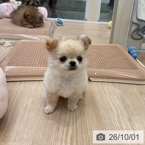 大阪府のチワワ(ロング) (ペットプラス ららぽーと和泉店/2026年7月30日生まれ/男の子/クリームホワイト)の子犬の4枚目の画像