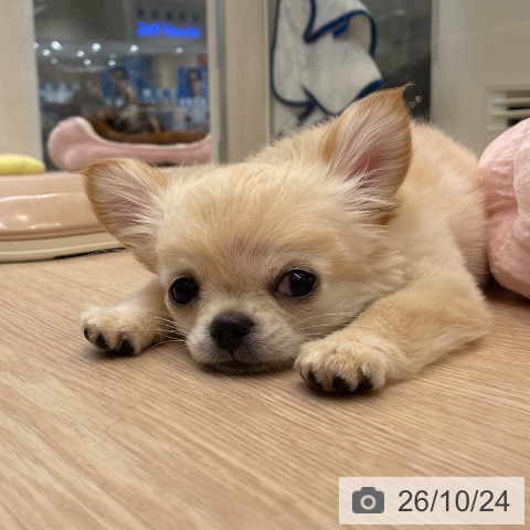 大阪府のチワワ(ロング) (ペットプラス ららぽーと和泉店/2026年7月30日生まれ/男の子/クリームホワイト)の子犬の4枚目の画像