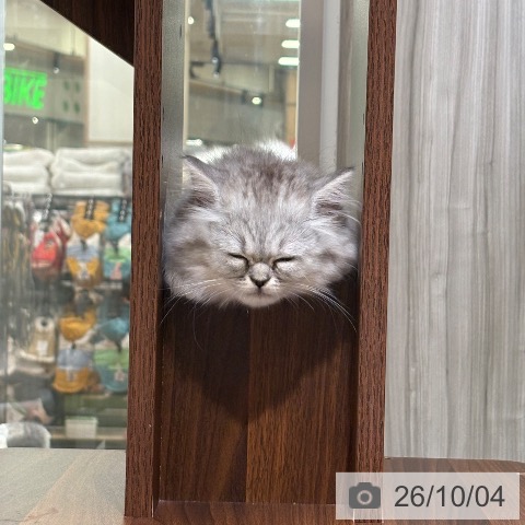 京都府のラガマフィン (ペットプラス 京都桂川店/2026年7月29日生まれ/女の子/シルバータビーホワイト)の子猫の4枚目の画像