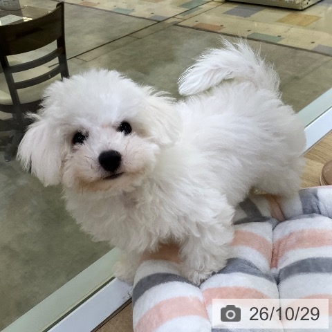 兵庫県のビションフリーゼ (ペットプラス 明石店/2026年7月31日生まれ/男の子/ホワイト)の子犬の4枚目の画像