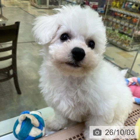 兵庫県のビションフリーゼ (ペットプラス 明石店/2026年7月31日生まれ/男の子/ホワイト)の子犬の3枚目の画像
