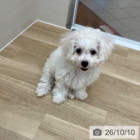 京都府のビションフリーゼ (ペットプラス 醍醐店/2026年7月31日生まれ/女の子/ホワイト)の子犬の3枚目の画像