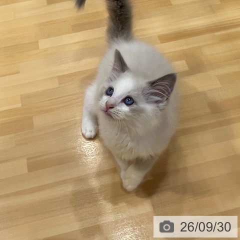 ラグドールの写真