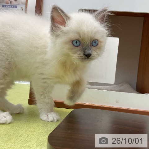 大阪府のラグドール (ペットプラス ららぽーと和泉店/2026年7月31日生まれ/男の子/ブルーポイントミテッド)の子猫の4枚目の画像