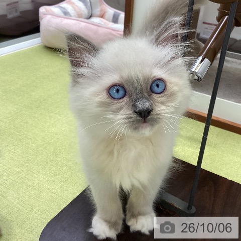 大阪府のラグドール (ペットプラス ららぽーと和泉店/2026年7月31日生まれ/男の子/ブルーポイントミテッド)の子猫の3枚目の画像