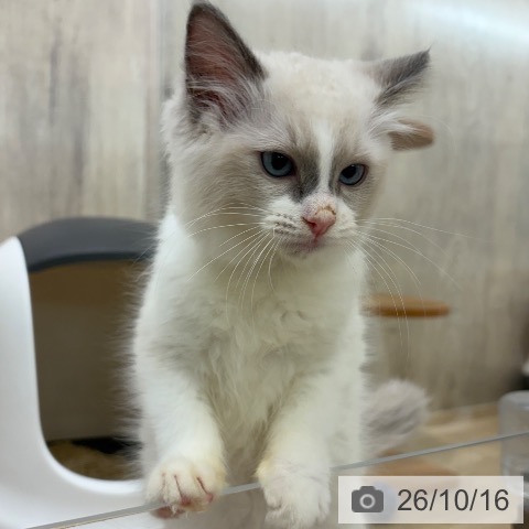 大阪府のラグドール (ペットプラス イオン大日店/2026年7月31日生まれ/男の子/ブルーポイントバイカラー)の子猫の4枚目の画像
