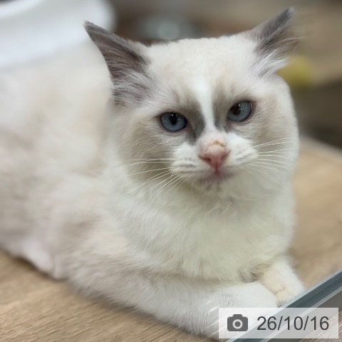 大阪府のラグドール (ペットプラス イオン大日店/2026年7月31日生まれ/男の子/ブルーポイントバイカラー)の子猫の3枚目の画像
