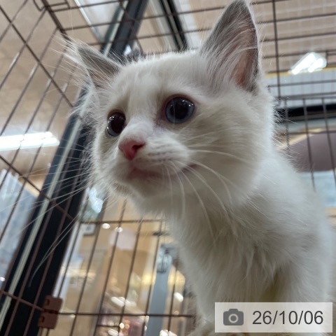京都府のラグドール (ペットプラス 久御山店/2026年7月31日生まれ/男の子/ブルーポイントバイカラー)の子猫の4枚目の画像
