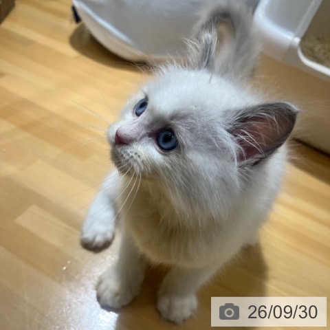 ラグドールの写真
