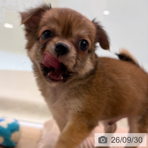 チワワの写真