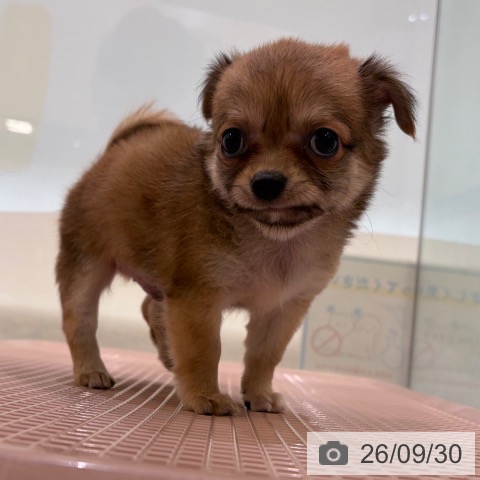 チワワの写真