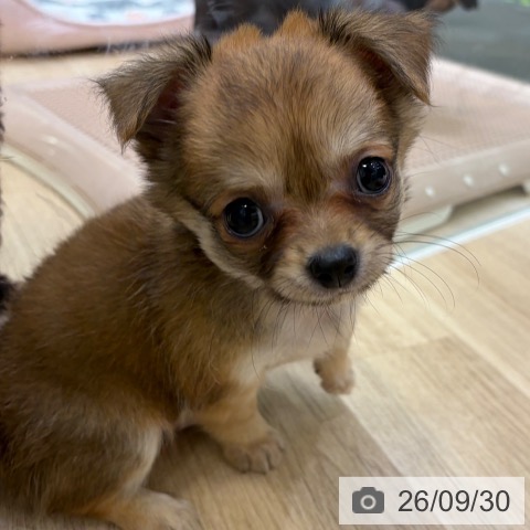チワワの写真